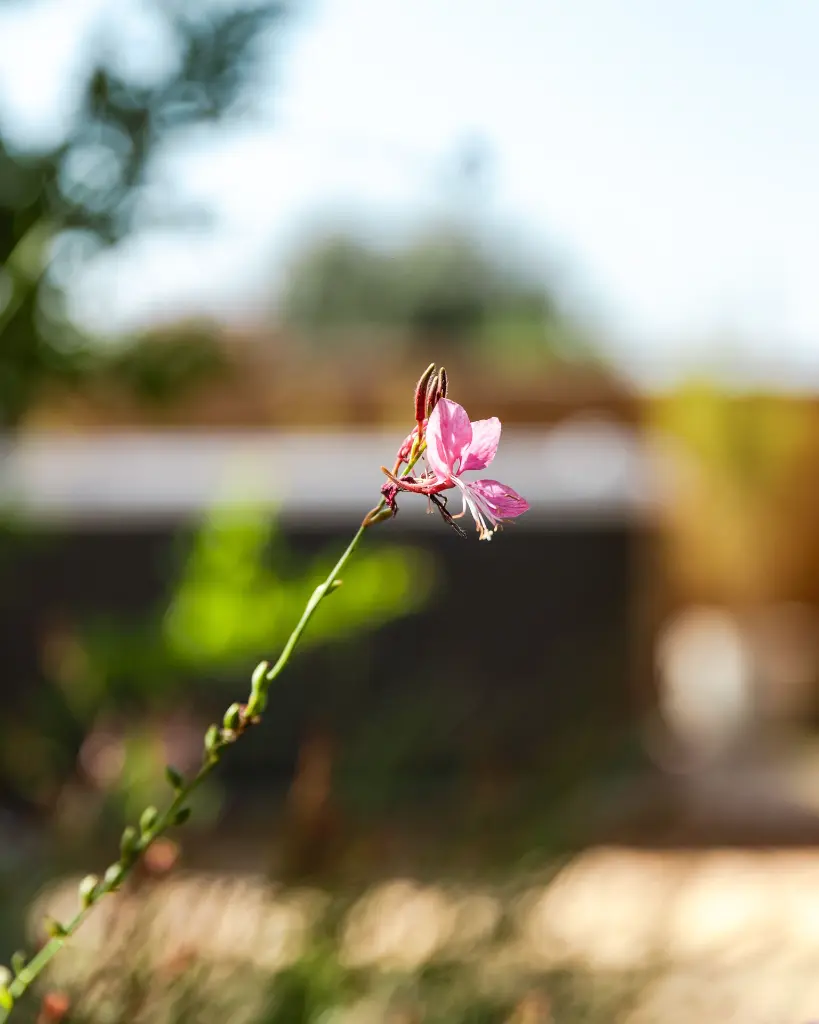 0547 (4).webp